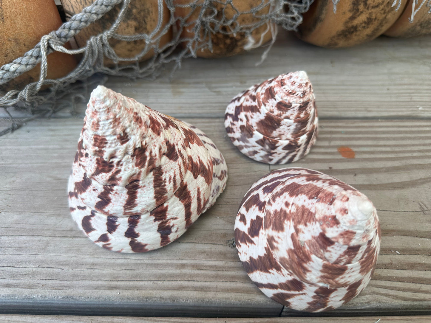 Trochus Niloticus Shells Set of 3 - Maroon Spiral Seashells 2.5-4" –