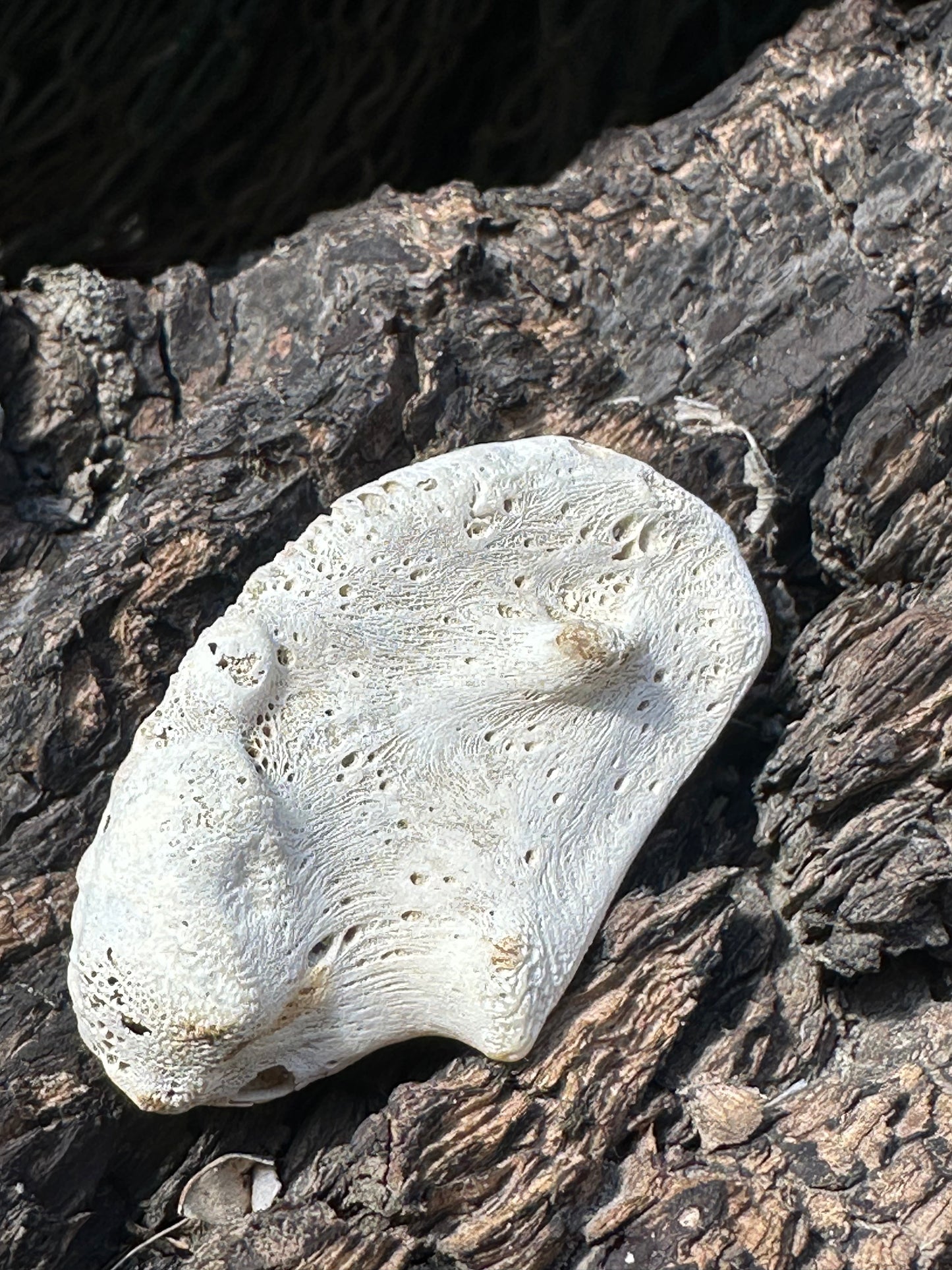 Fossilized Drum Mouth Plate with Display Case