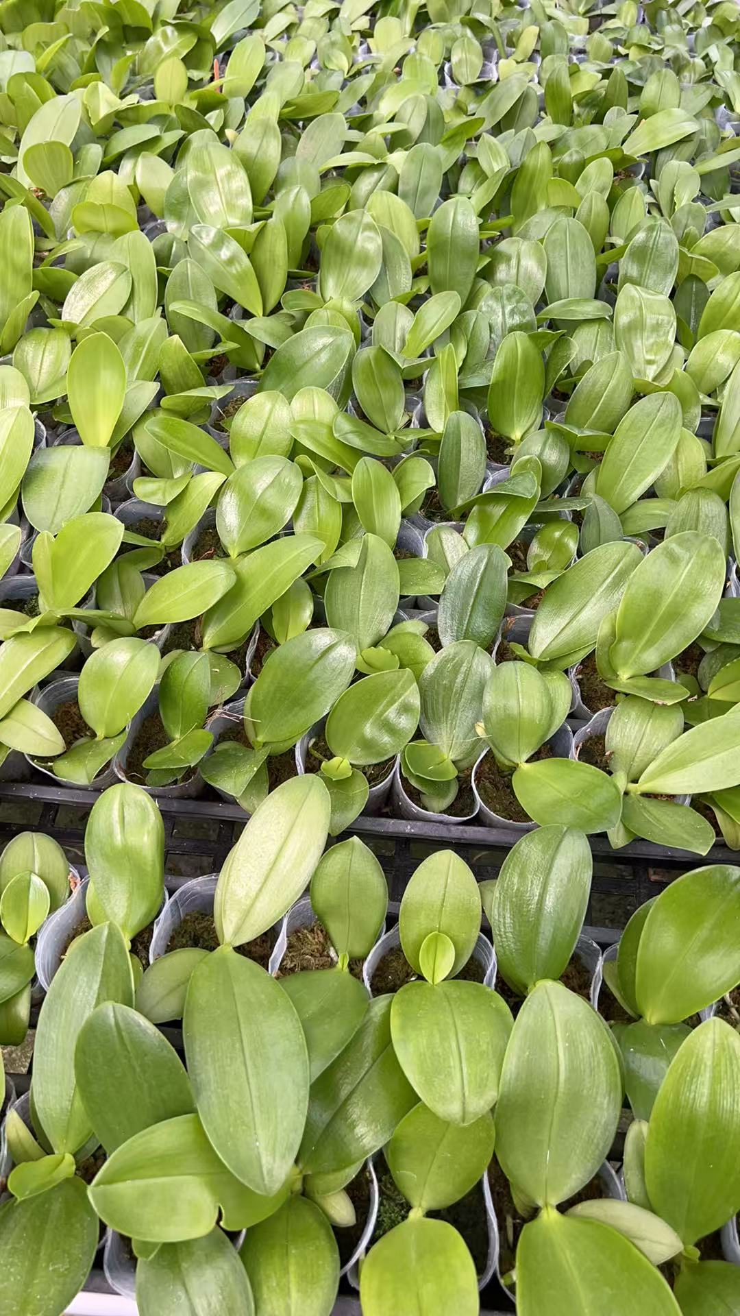 Phalaenopsis ‘Dark King’ Hybrid – (Yaphon Super Jaguar x Zheng Min Etching) x (Yaphon Super Jaguar x Samera) | Rare Orchid