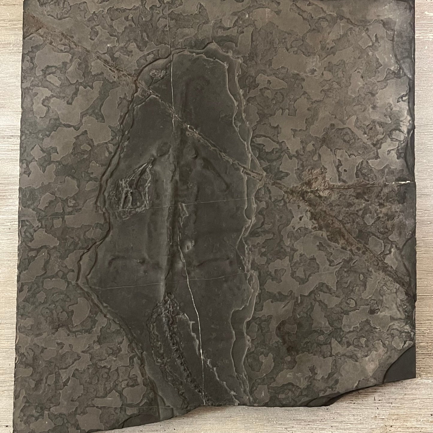 Unprepared Keichousaurus Fossil –