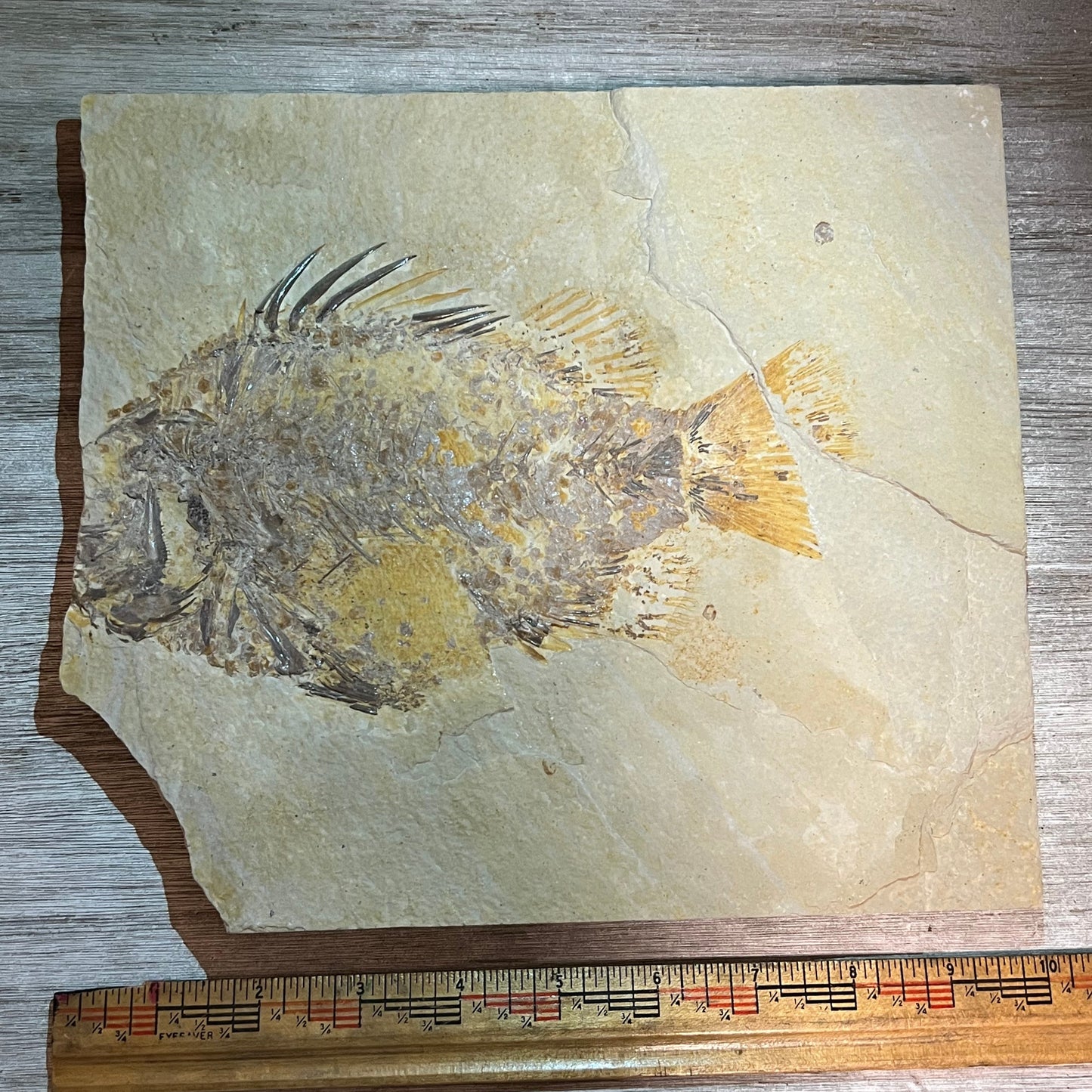 Priscacara fossil #7-007