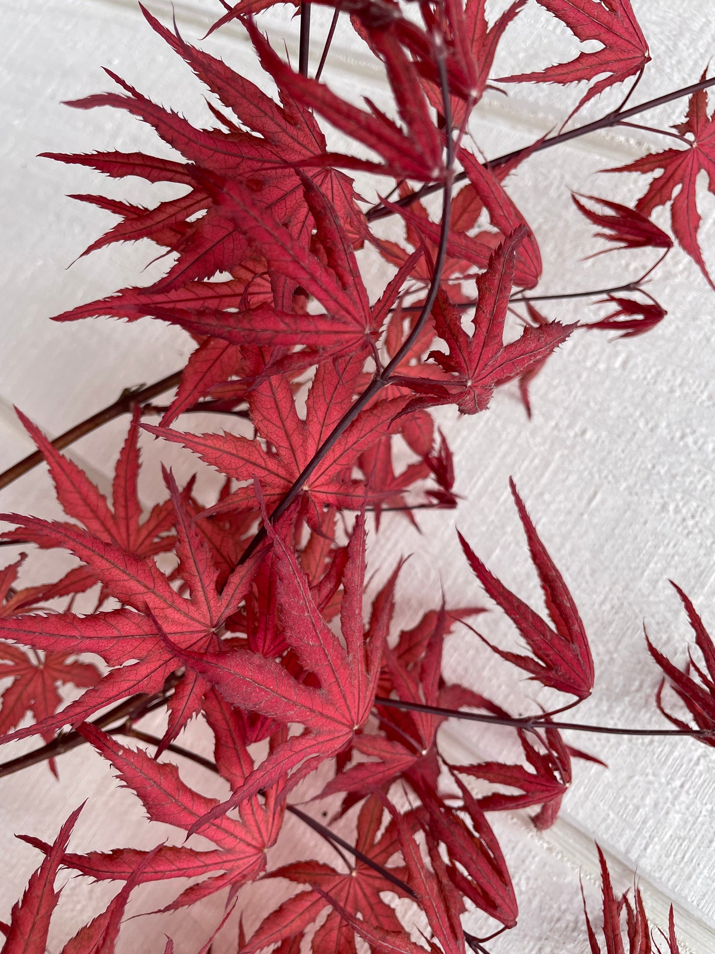 Japanese Maple ' Purple Ghost ' Grafted