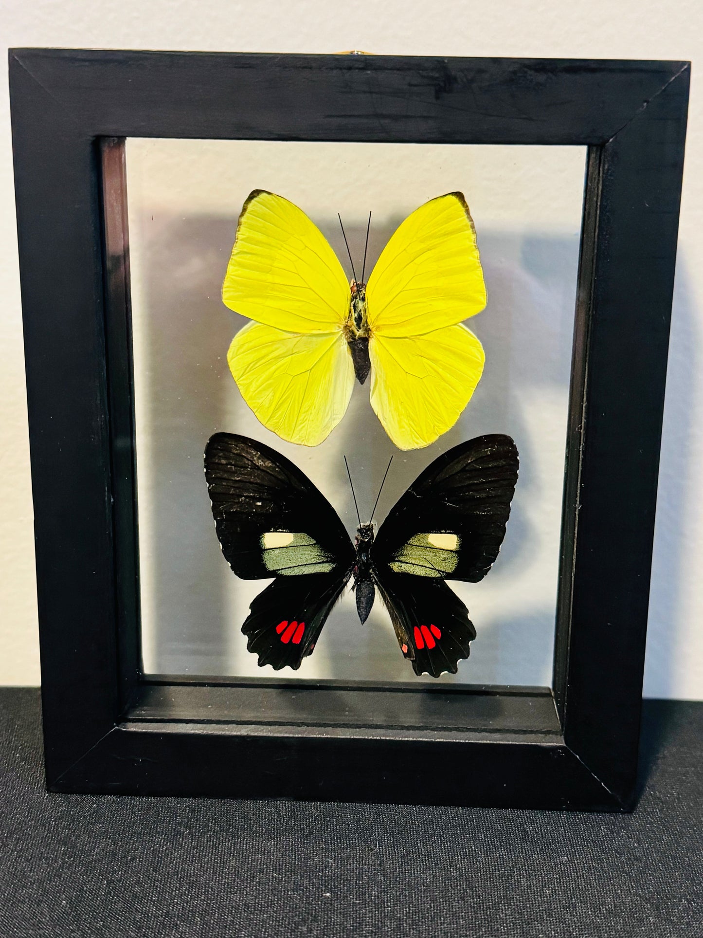 Butterflies in Shadowbox – Ethically Sourced Real Butterfly Display (8x8")