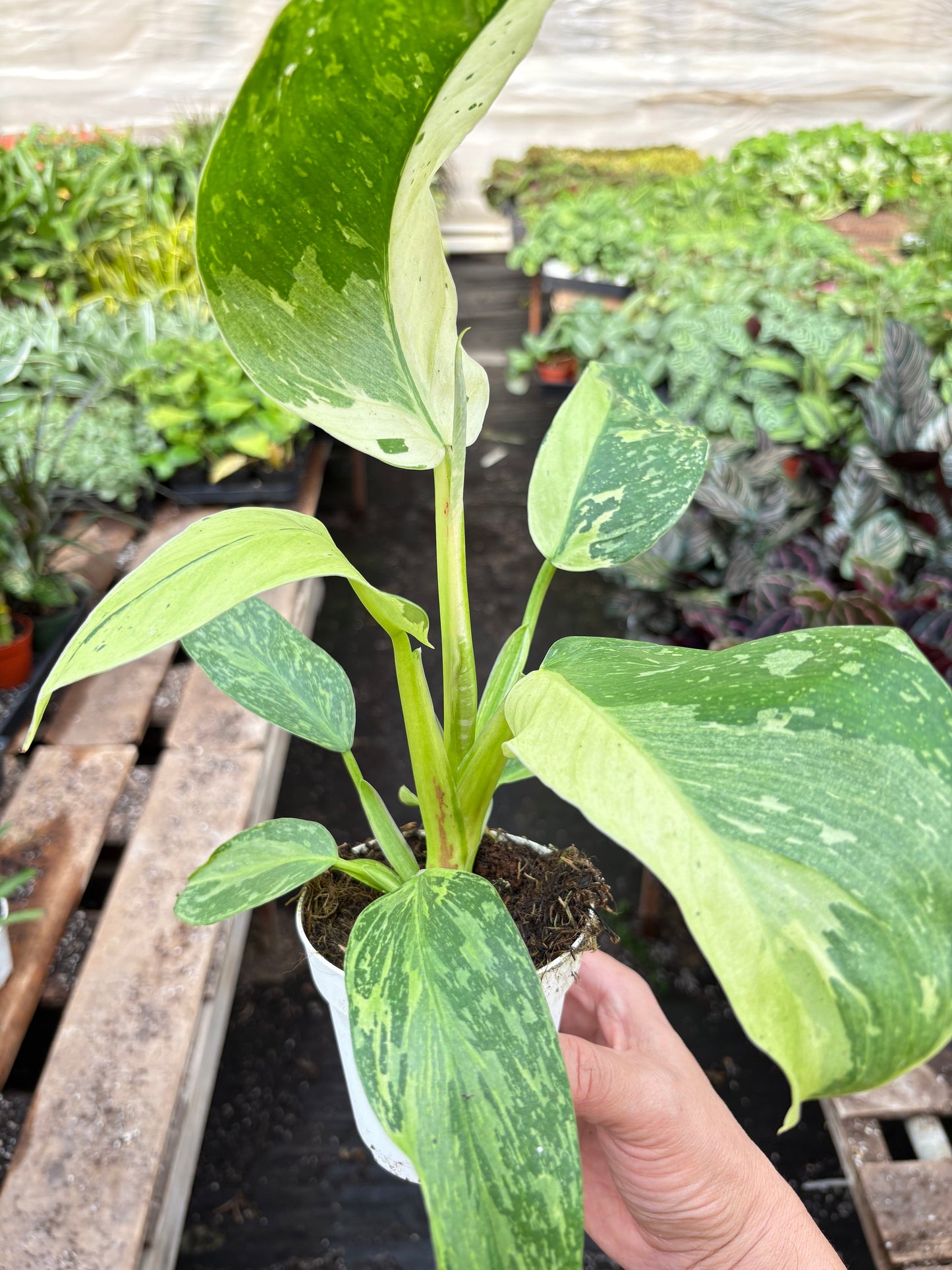 Philodendron Jose Bueno – 4" Plant