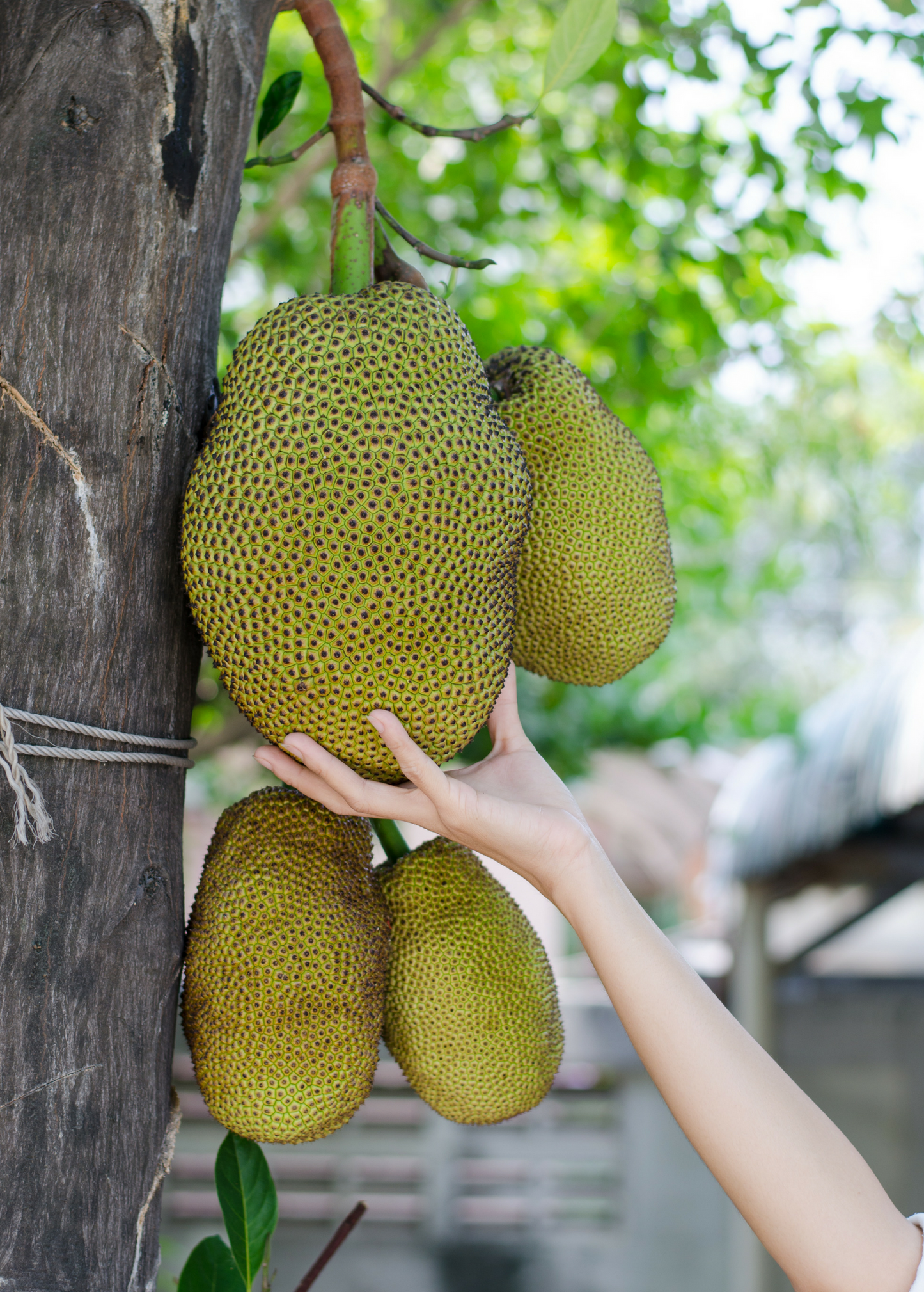 Jackfruit 'Black Gold' (Artocarpus heterophyllus)