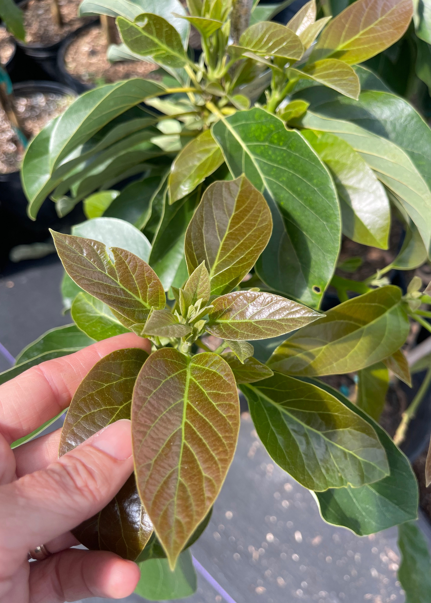 Avocado 'Oro Negro' (Persea americana)