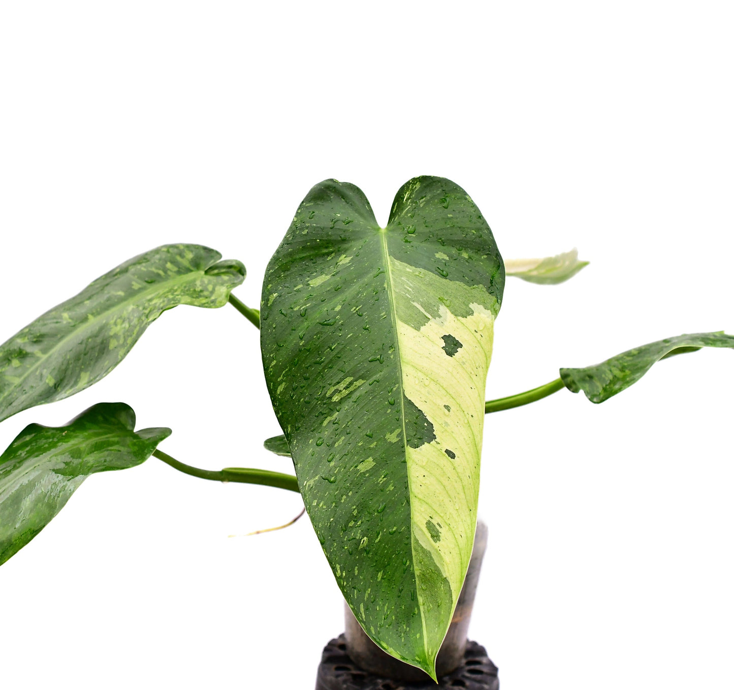 Philodendron Jose Buono