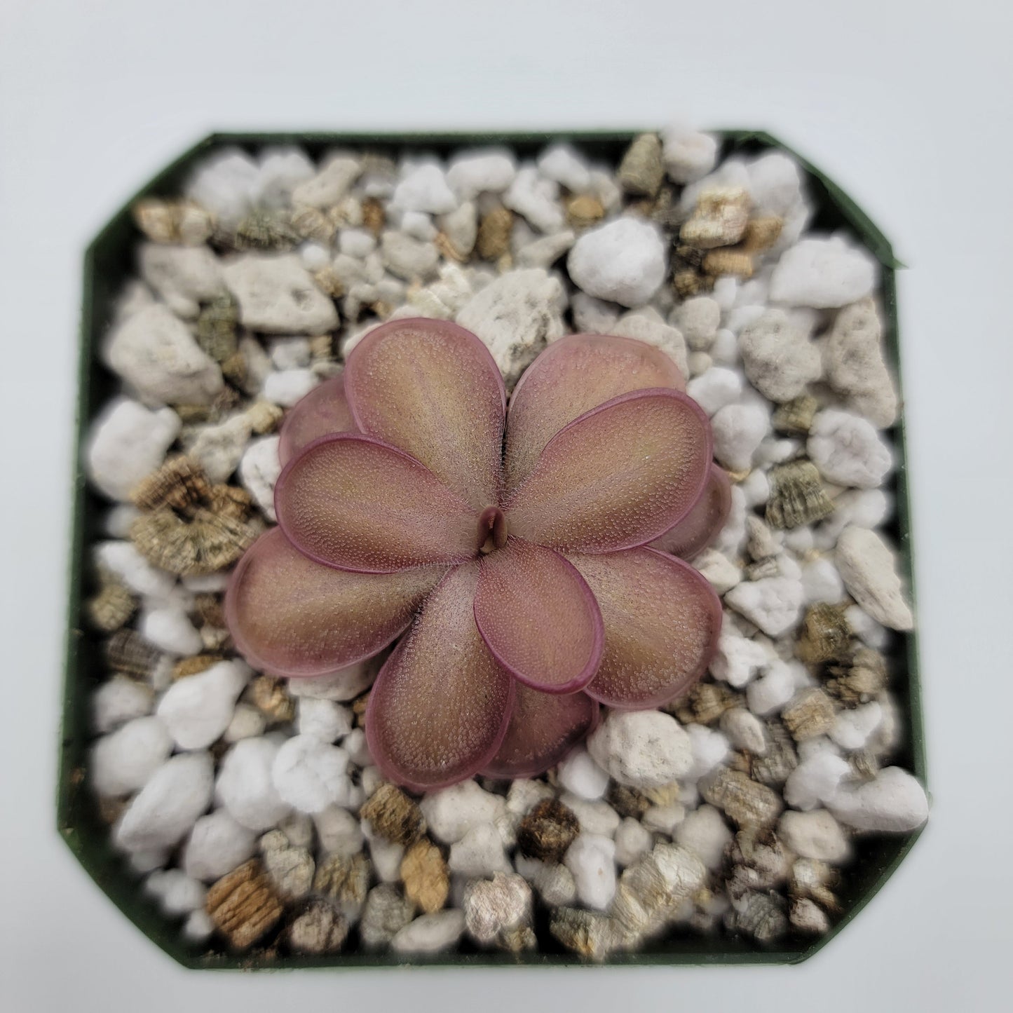 Pinguicula "ANPA A" x lauena – Carnivorous Butterwort – Butterworts