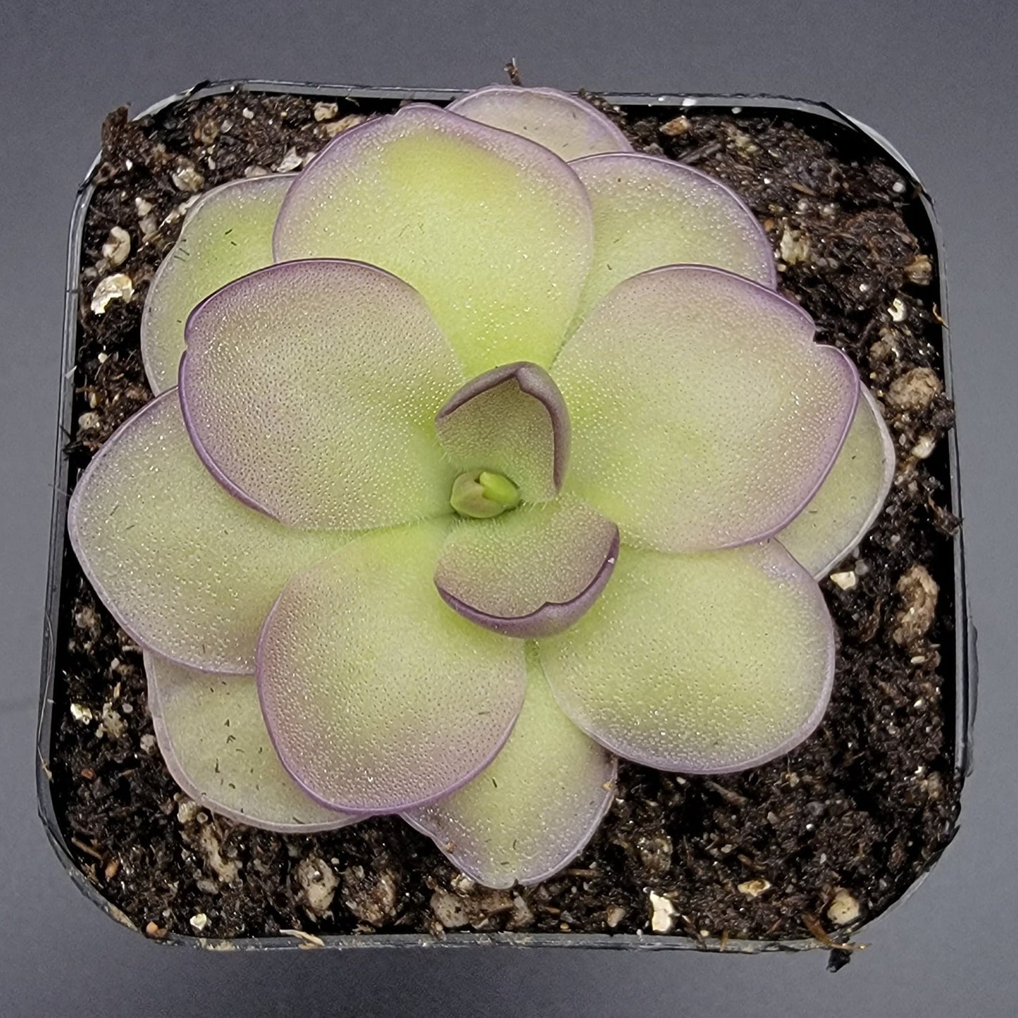 Pinguicula "Leilani" – Rare Hybrid Carnivorous Butterwort | Live Plant – Butterworts