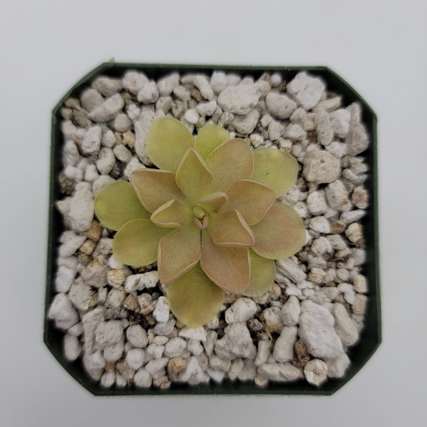 Pinguicula Hybrid Sethos x Weser – Live Carnivorous Butterwort