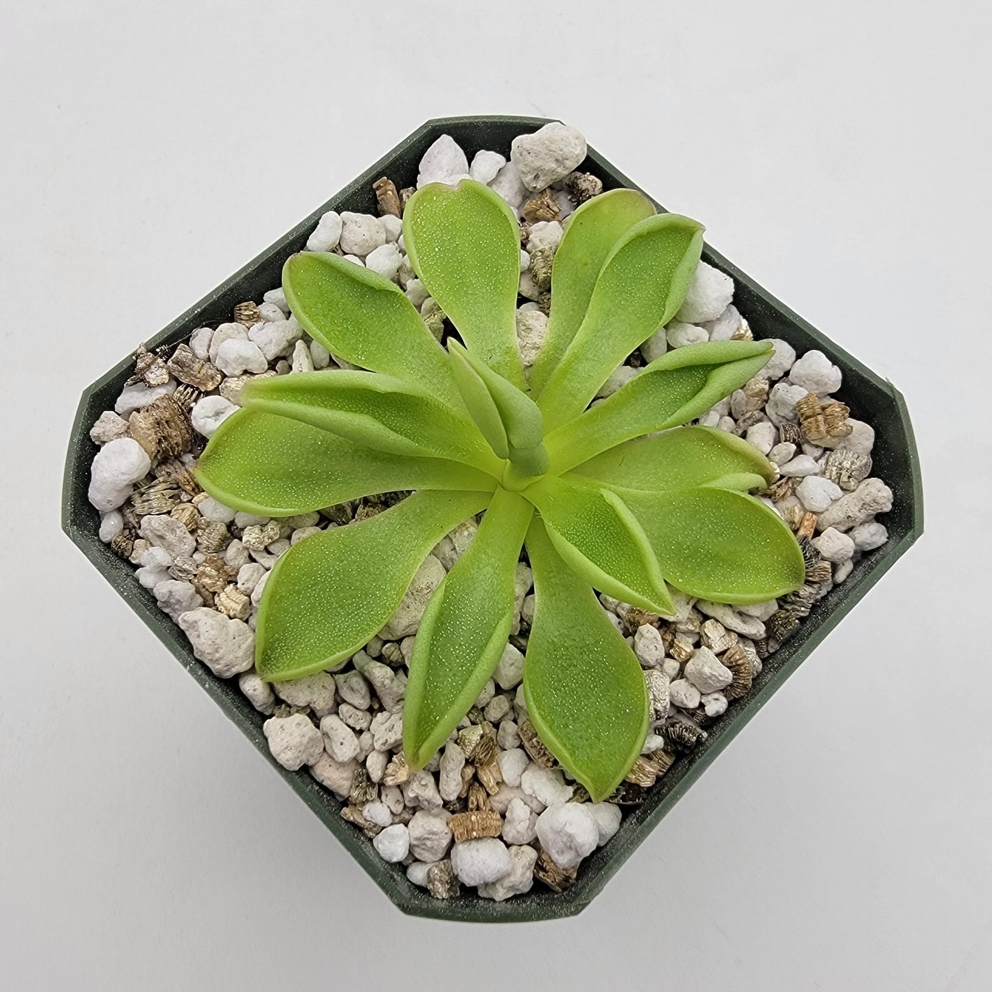 Pinguicula 'Titan' – Carnivorous Butterwort Plant – Butterworts