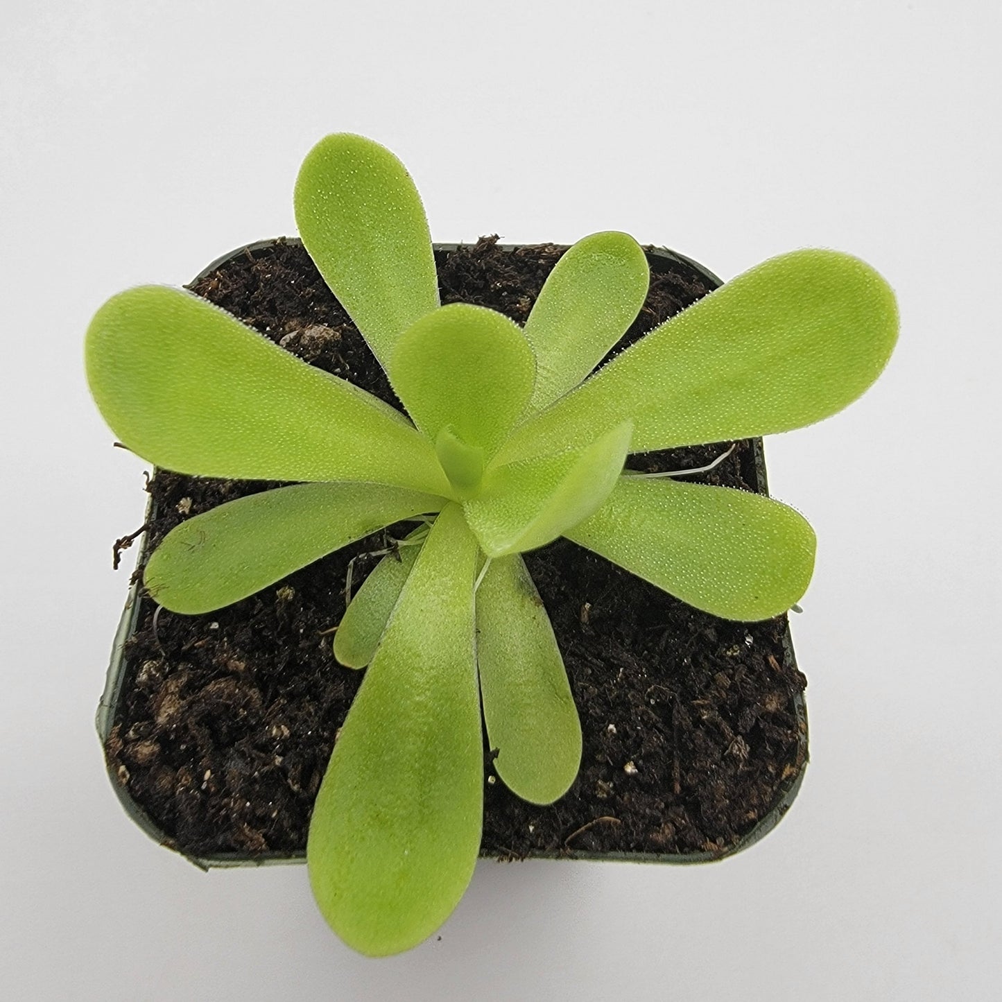 Pinguicula agnata 'True Blue' – Rare Mexican Carnivorous Butterwort | Live Plant – Butterworts