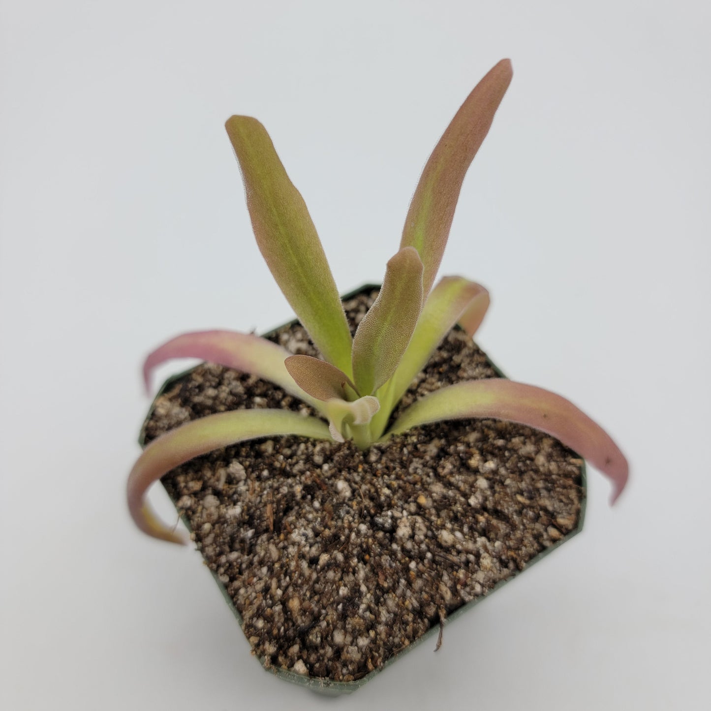 Pinguicula 'Aphrodite' – Carnivorous Butterwort Plant – Butterworts