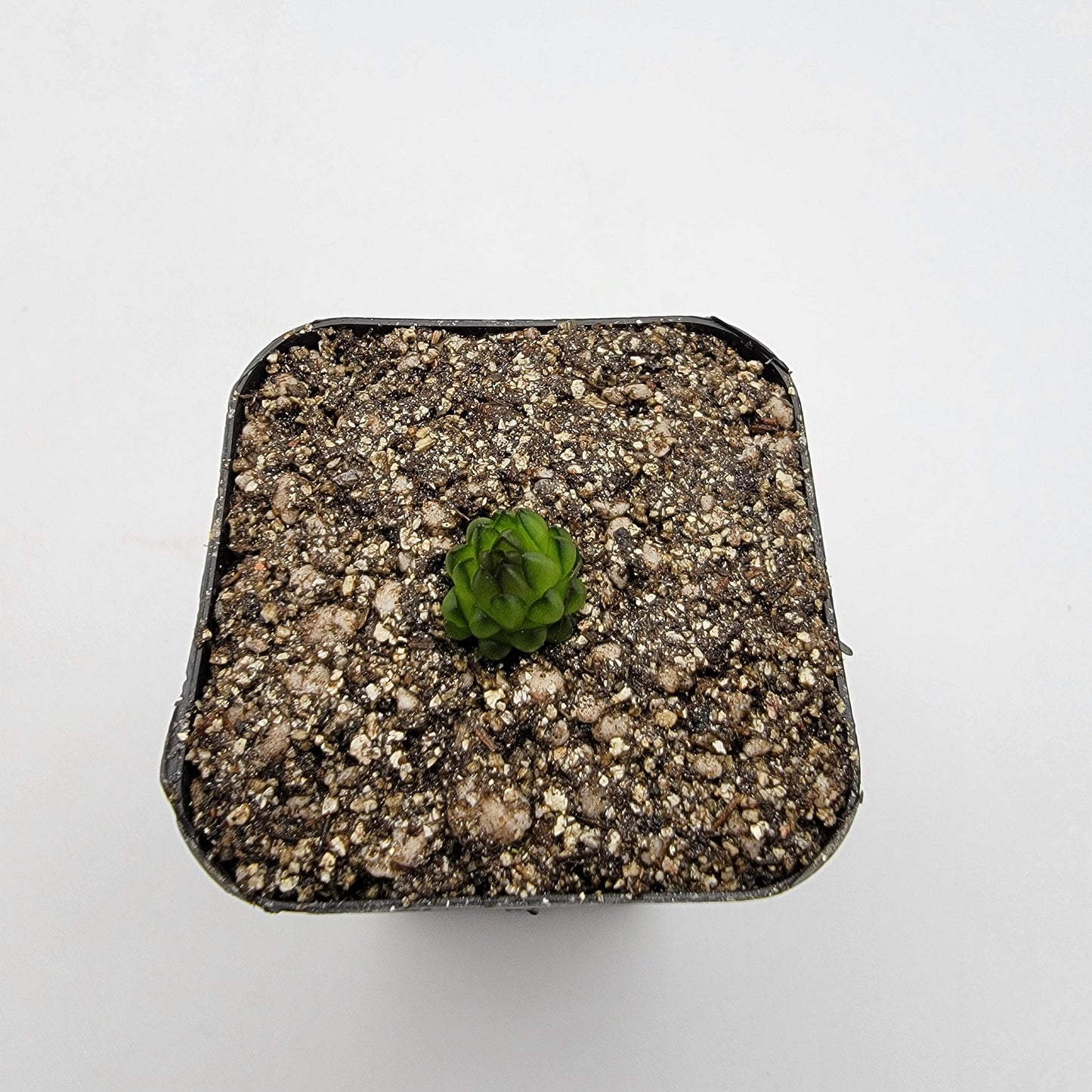 Pinguicula calderoniae – Live Carnivorous Butterwort Plant