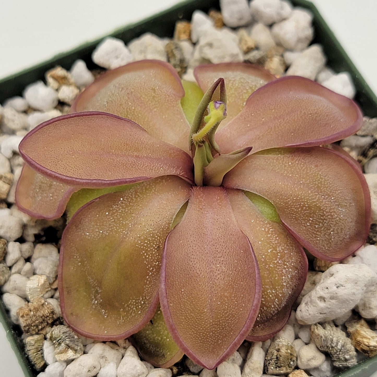 Pinguicula emarginata x hemiepiphytica – Rare Hybrid Carnivorous Butterwort | Live Plant – Butterworts