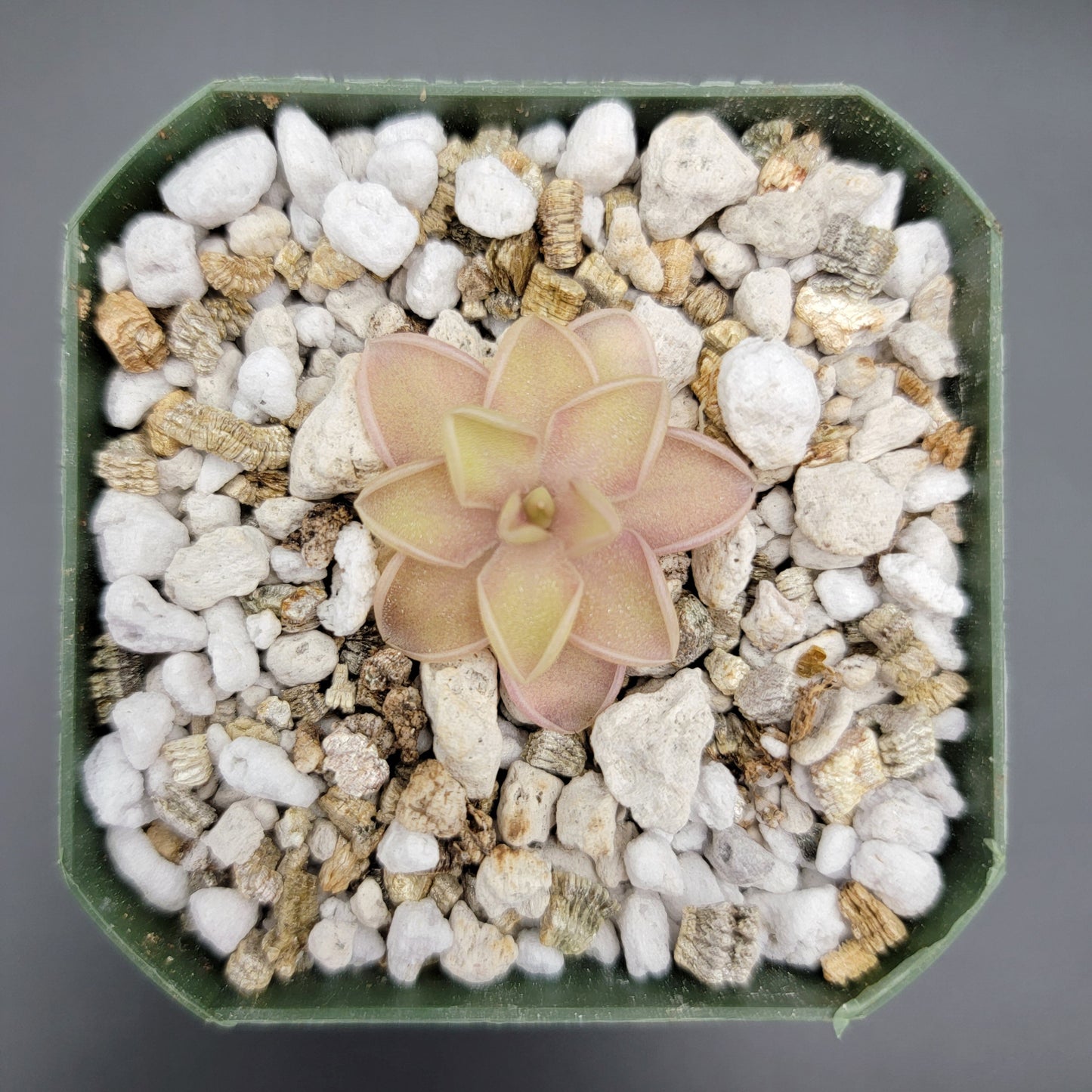 Pinguicula emarginata x jaumavensis – Live Butterwort Plant