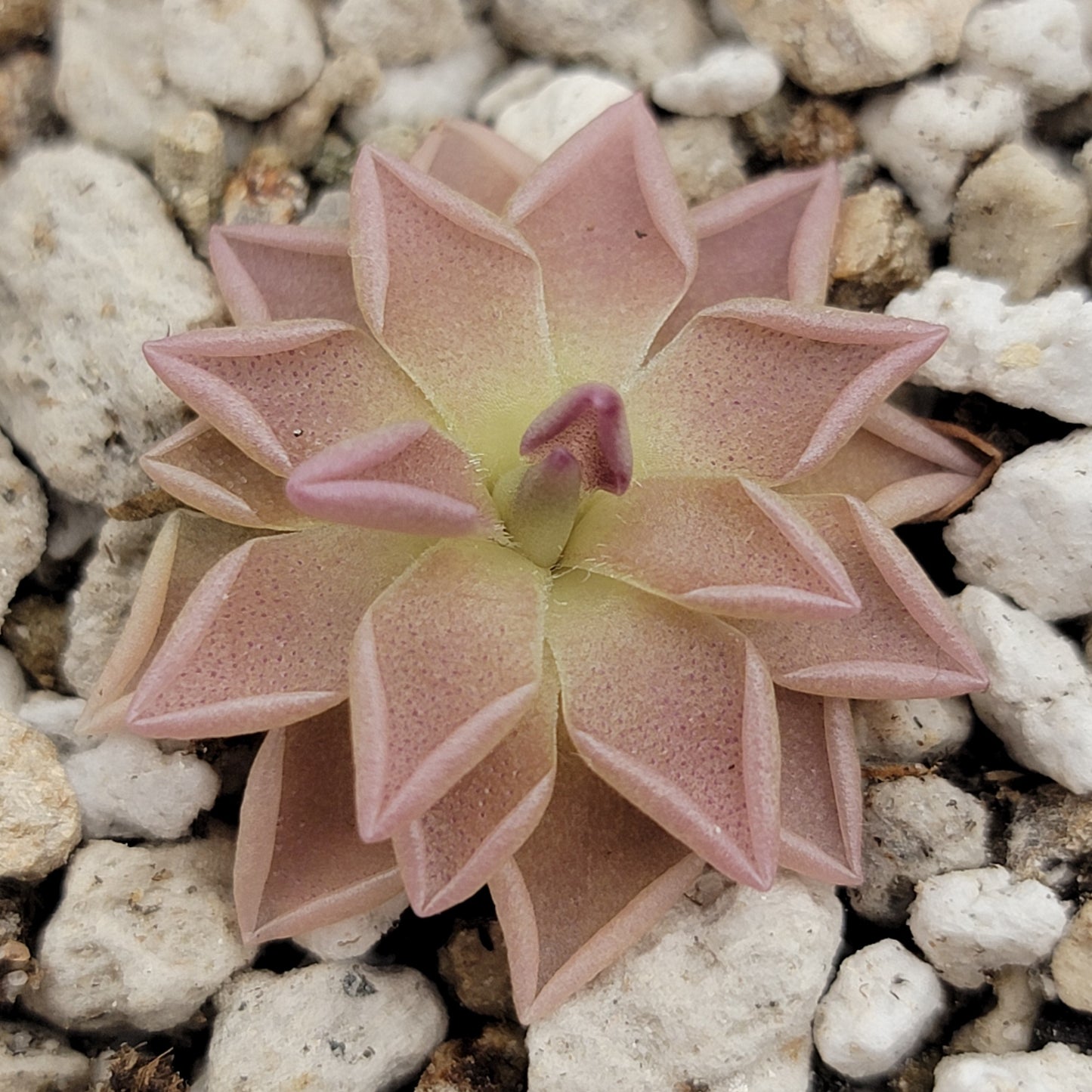 Pinguicula "Estrellita" – Rare Hybrid Carnivorous Butterwort | Live Plant