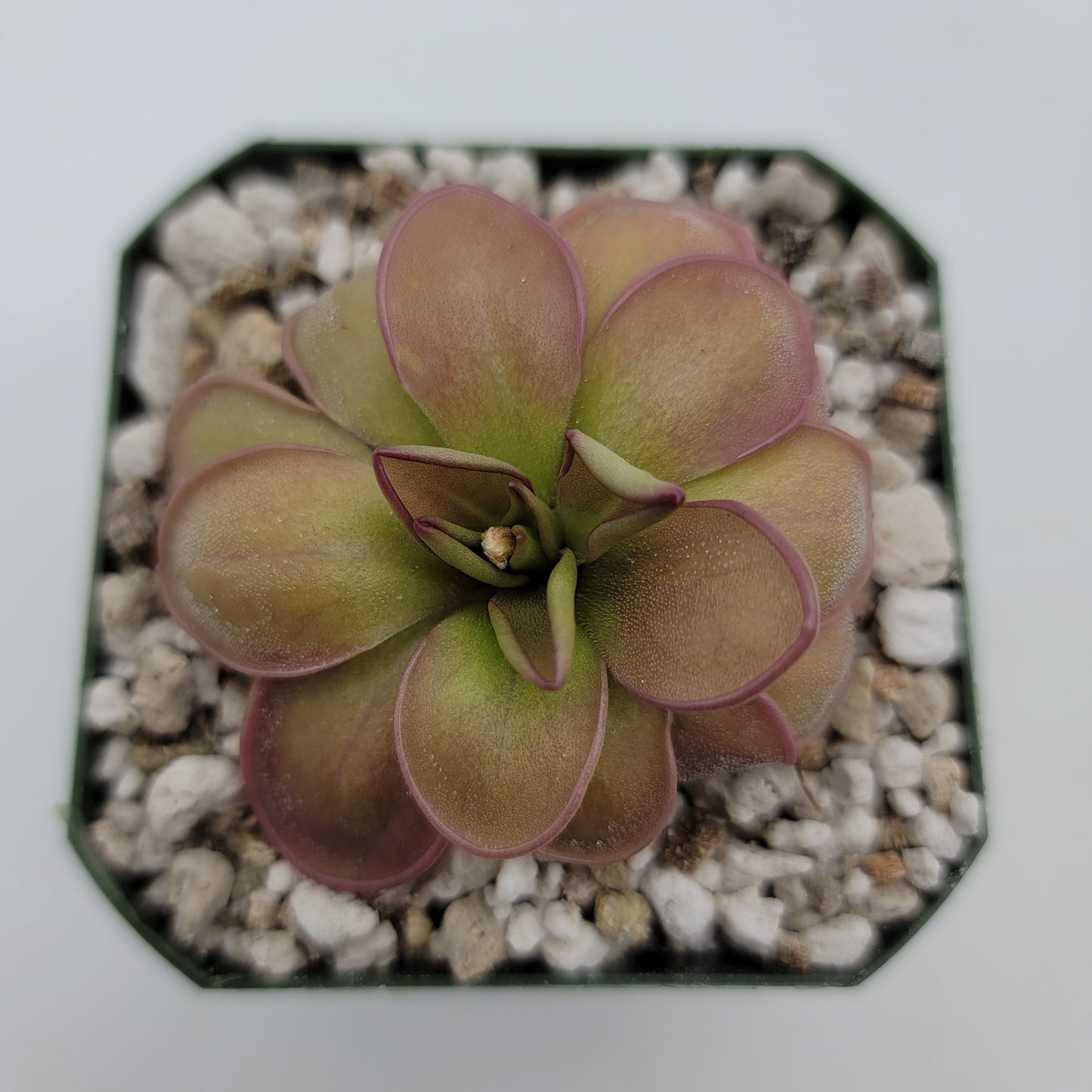 Pinguicula hemiepiphytica – Carnivorous Butterwort from Mexico – Butterworts