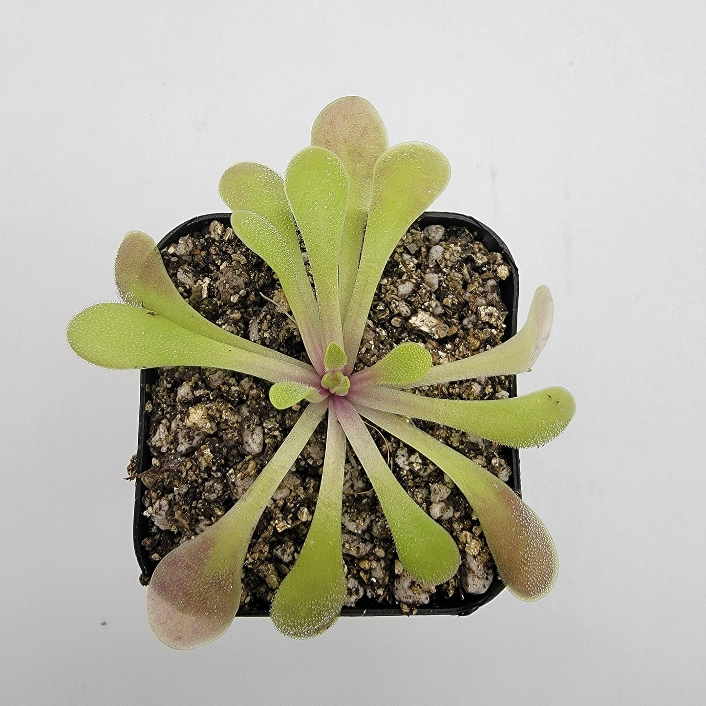 Pinguicula laxifolia – Carnivorous Butterwort Plant – Butterworts