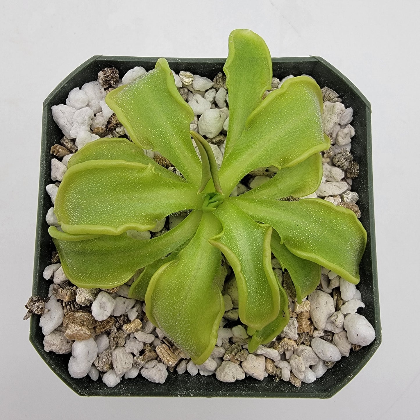 Pinguicula mesophytica – Carnivorous Butterwort Plant – Butterworts