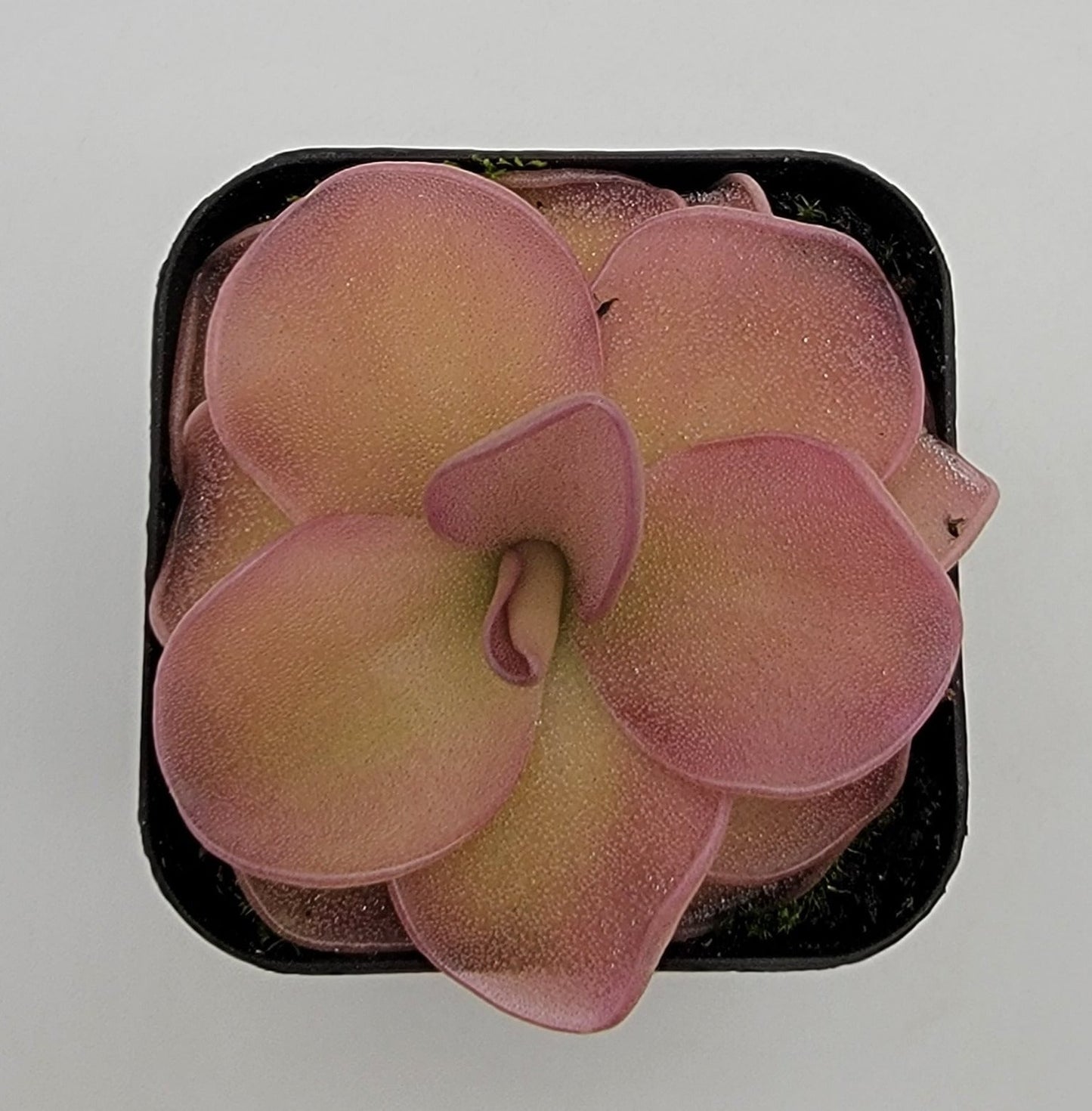 Pinguicula 'Pirouette' – Registered Hybrid Carnivorous Butterwort | Live Plant – Butterworts