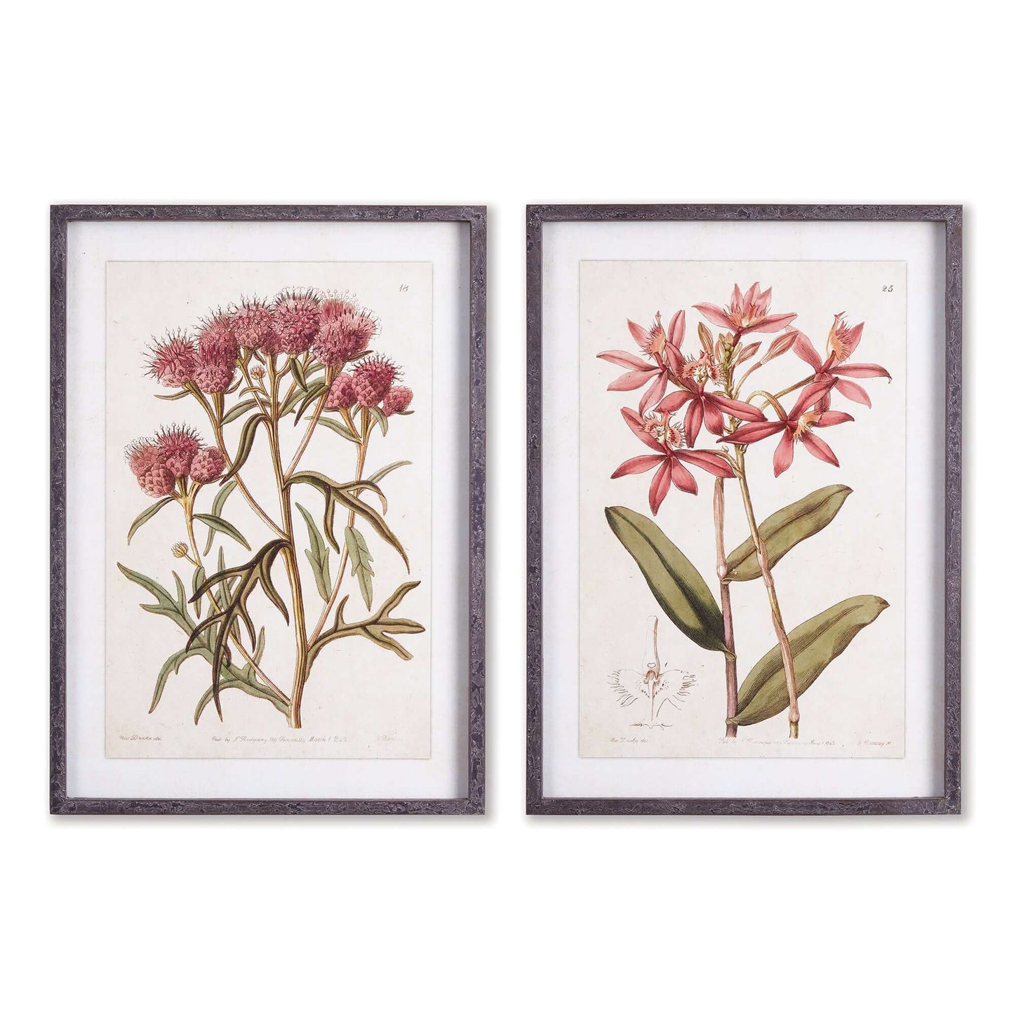 Pink Vintage Botanical Floral Prints - Framed Wall Art Set of 2 โ Artwork