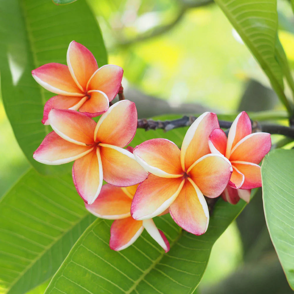 Plumeria - REED DIFFUSER, Tropical Floral Home Fragrance -- by Moon Water Apothecary! –