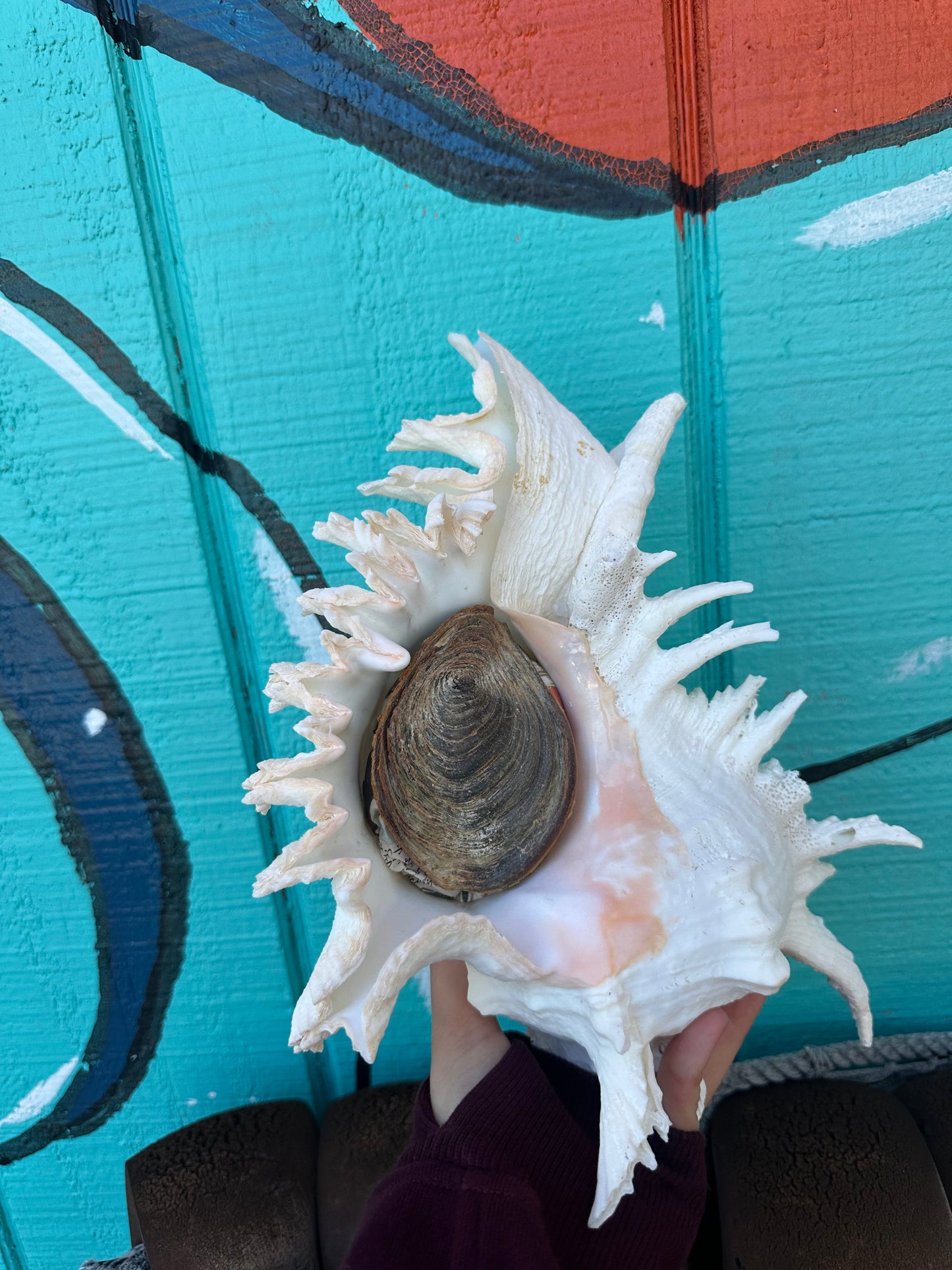 Ramose Murex Shell with Operculum 11" – Murex ramosus Coastal Display