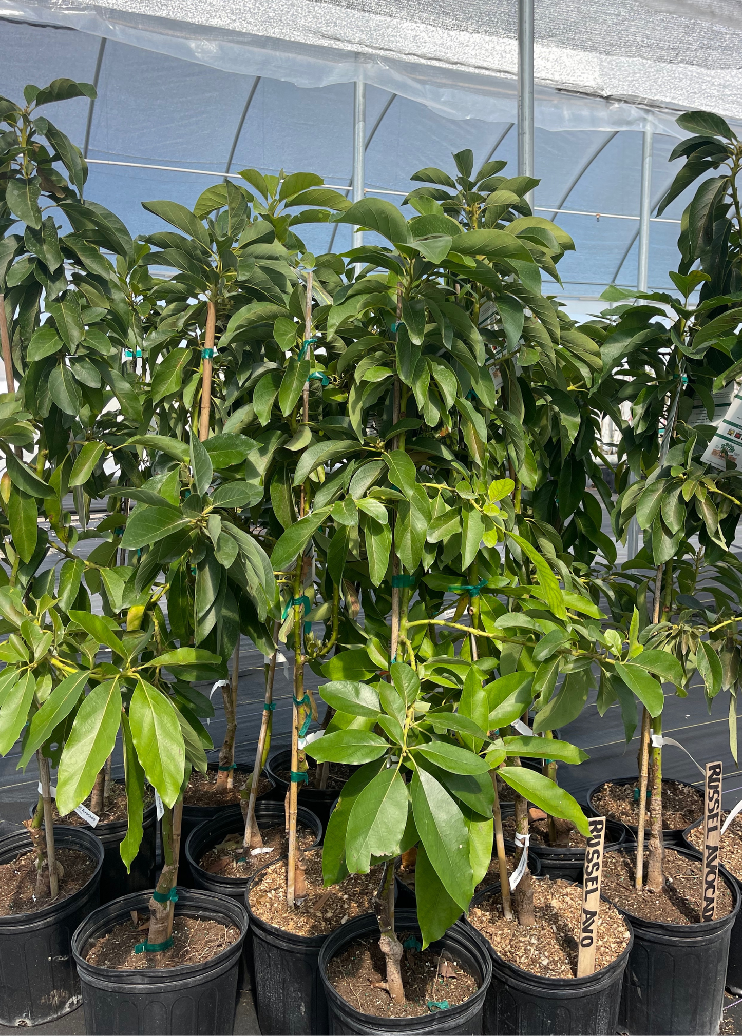 Avocado 'Russell' (Long Neck!) (Persia americana)