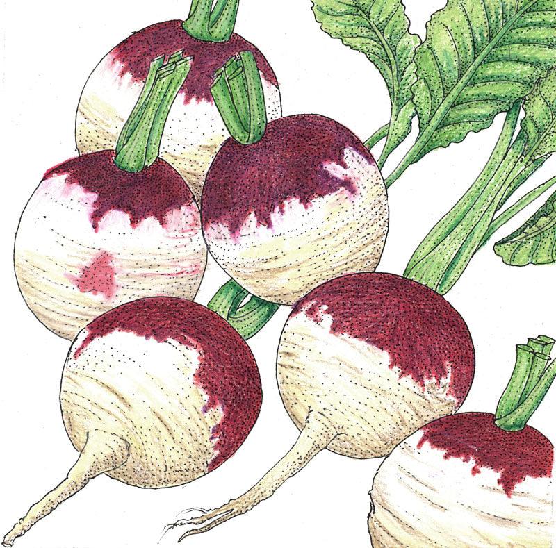 Turnip Seeds (Organic) Purple Top White Globe