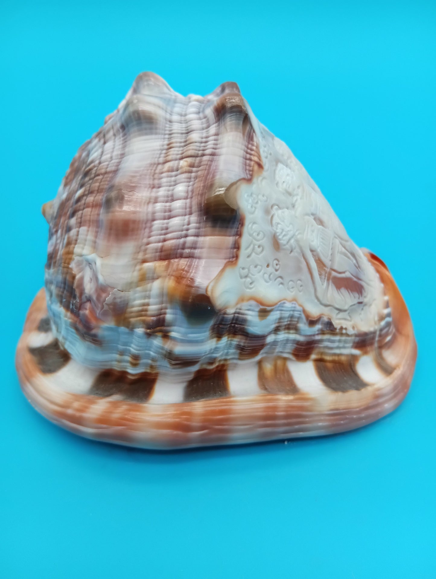 Signed Carved Cameo Three Graces Shell 4.7" – Premium Coastal Decor Accent – Display Shell