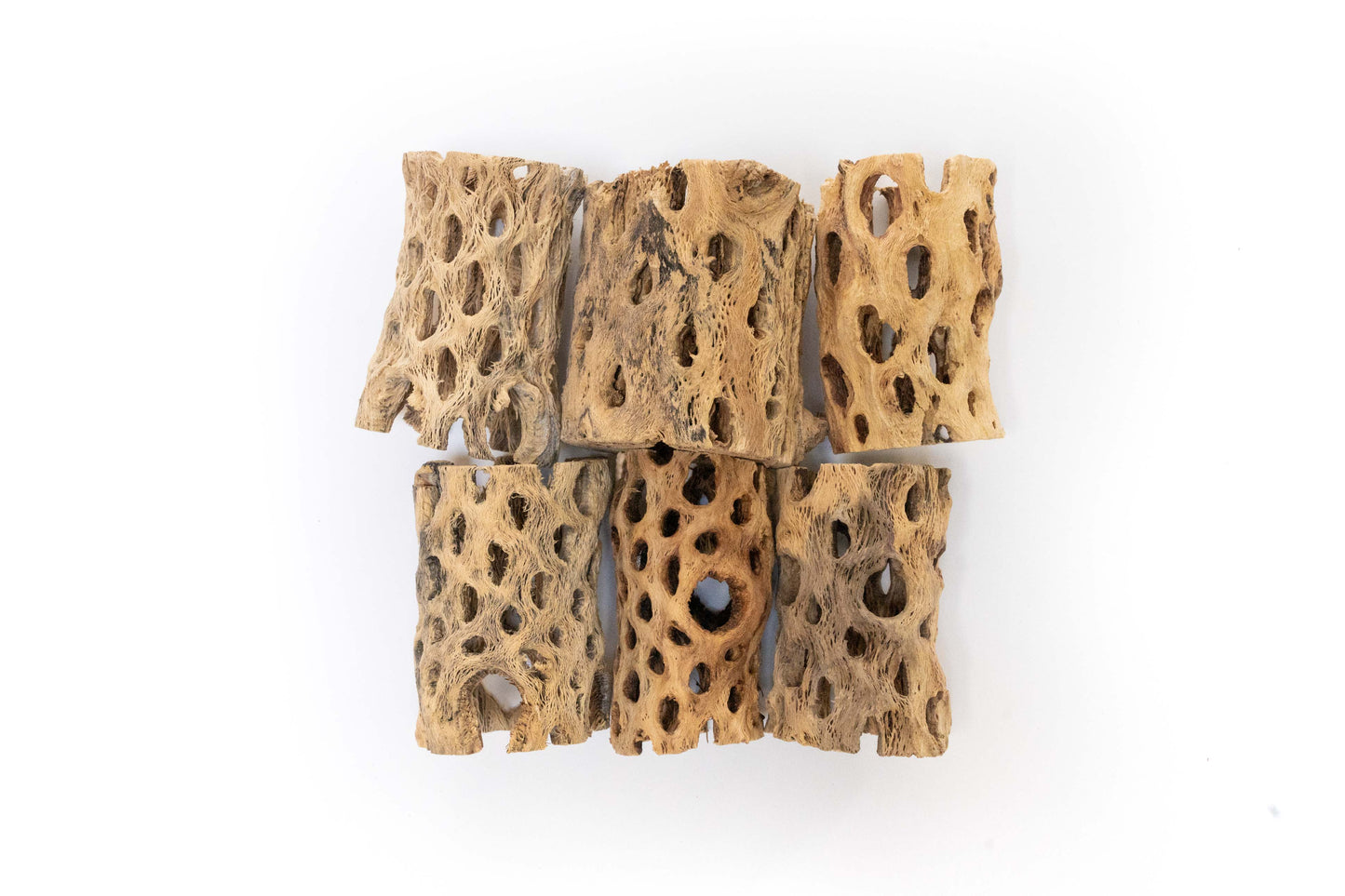 Natural Cholla Wood Containers with Assorted Tillandsia Air Plants - Set of 3 - 20% Off –