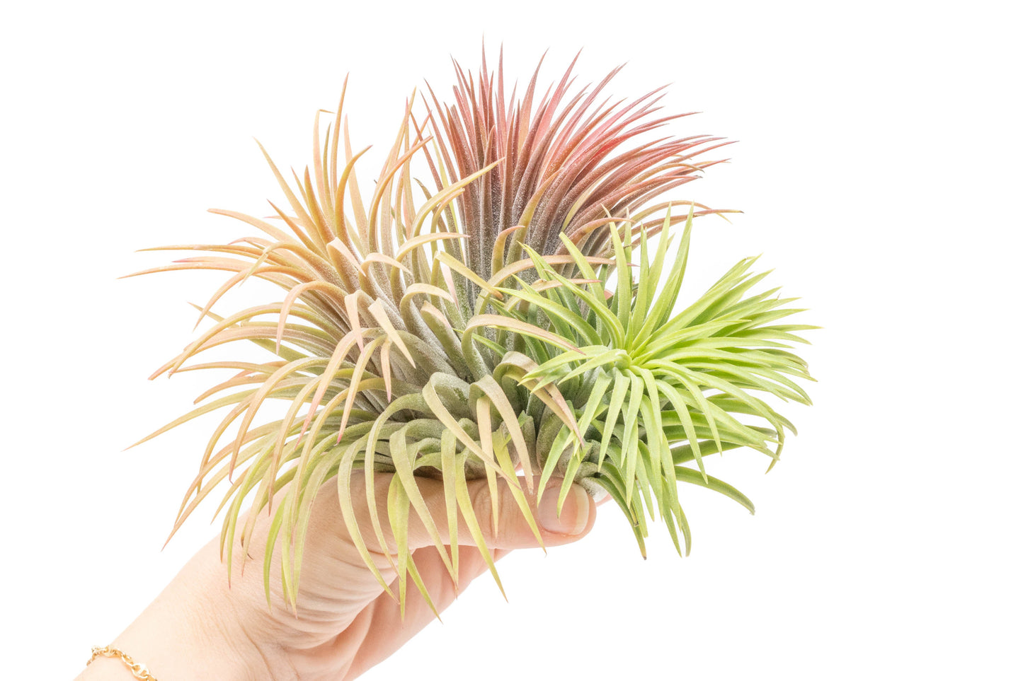 XL Tillandsia Ionantha Rubra Air Plants - Set of 10 or 20