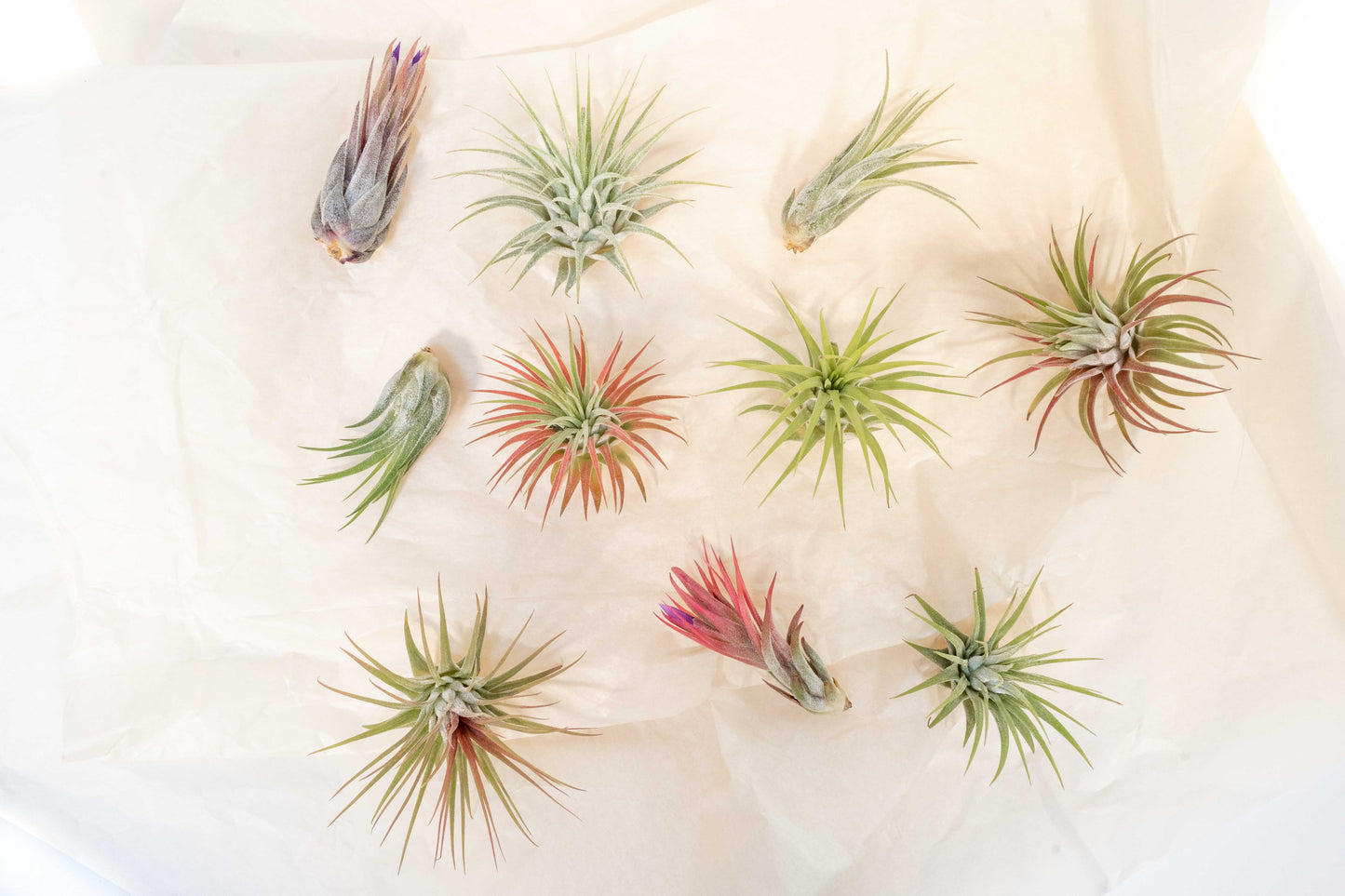 Tillandsia Ionantha Air Plant Super Packs - Set of 20, 30 or 50