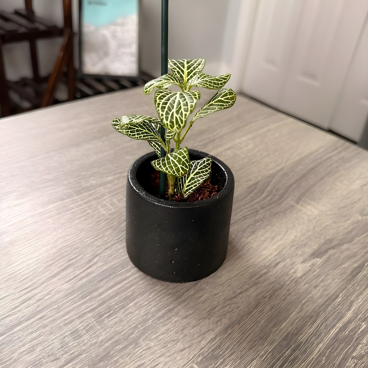 Silver Nerve Plant (Fittonia) – Patterned Foliage in Charlie Pots