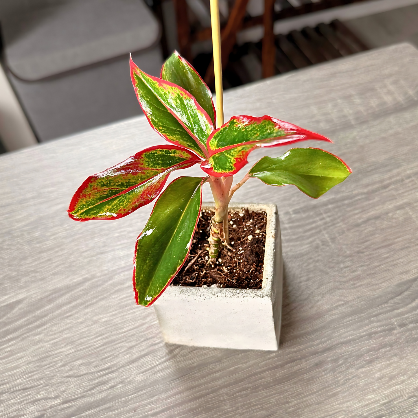 Aglaonema ‘King of Siam’ – Bold Tropical Foliage in Premium Pot Options – Indoor Plants