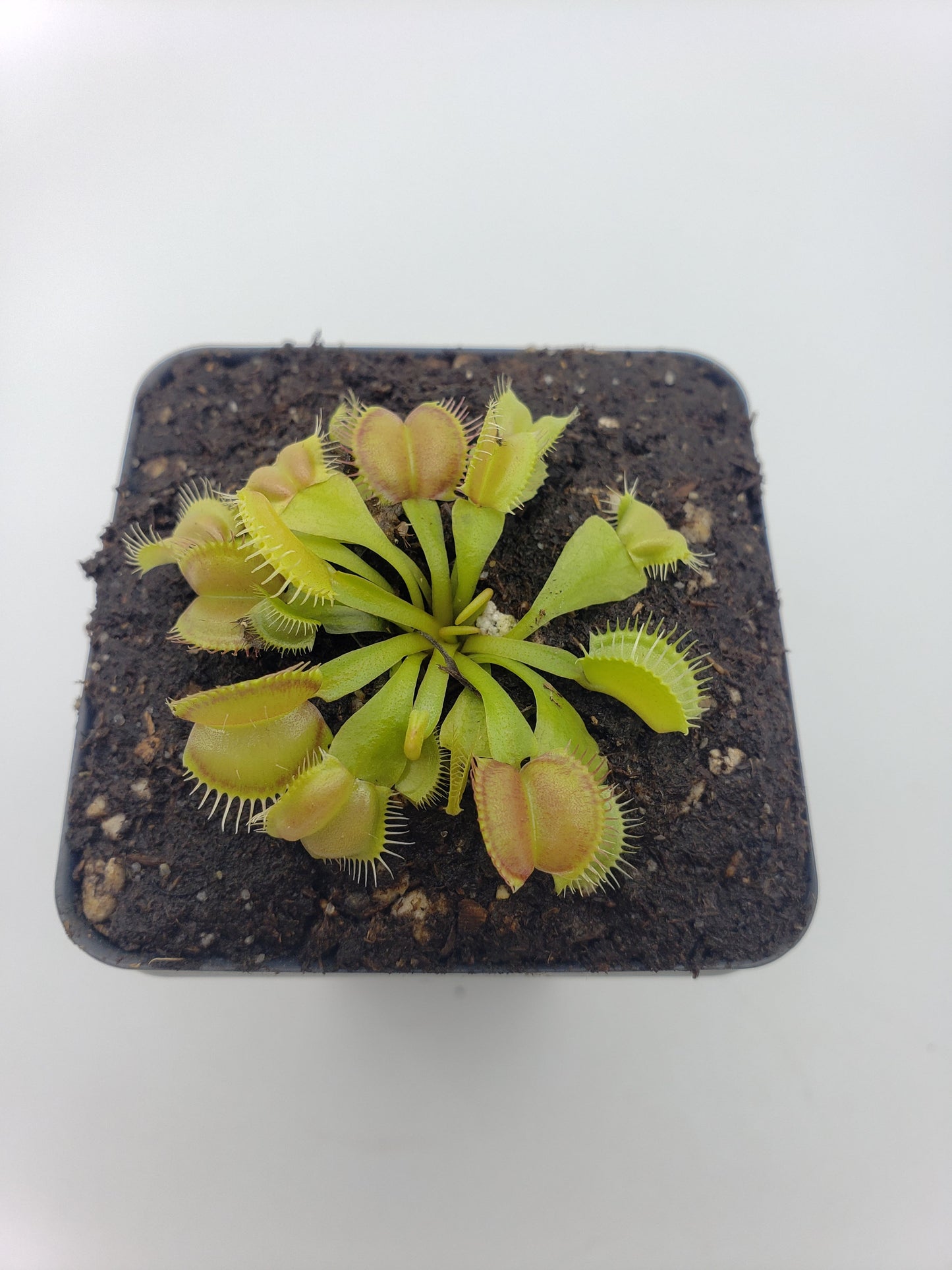 Venus Flytrap 'Moon Trap' – Live Carnivorous Plant 2–3" – Venus flytrap