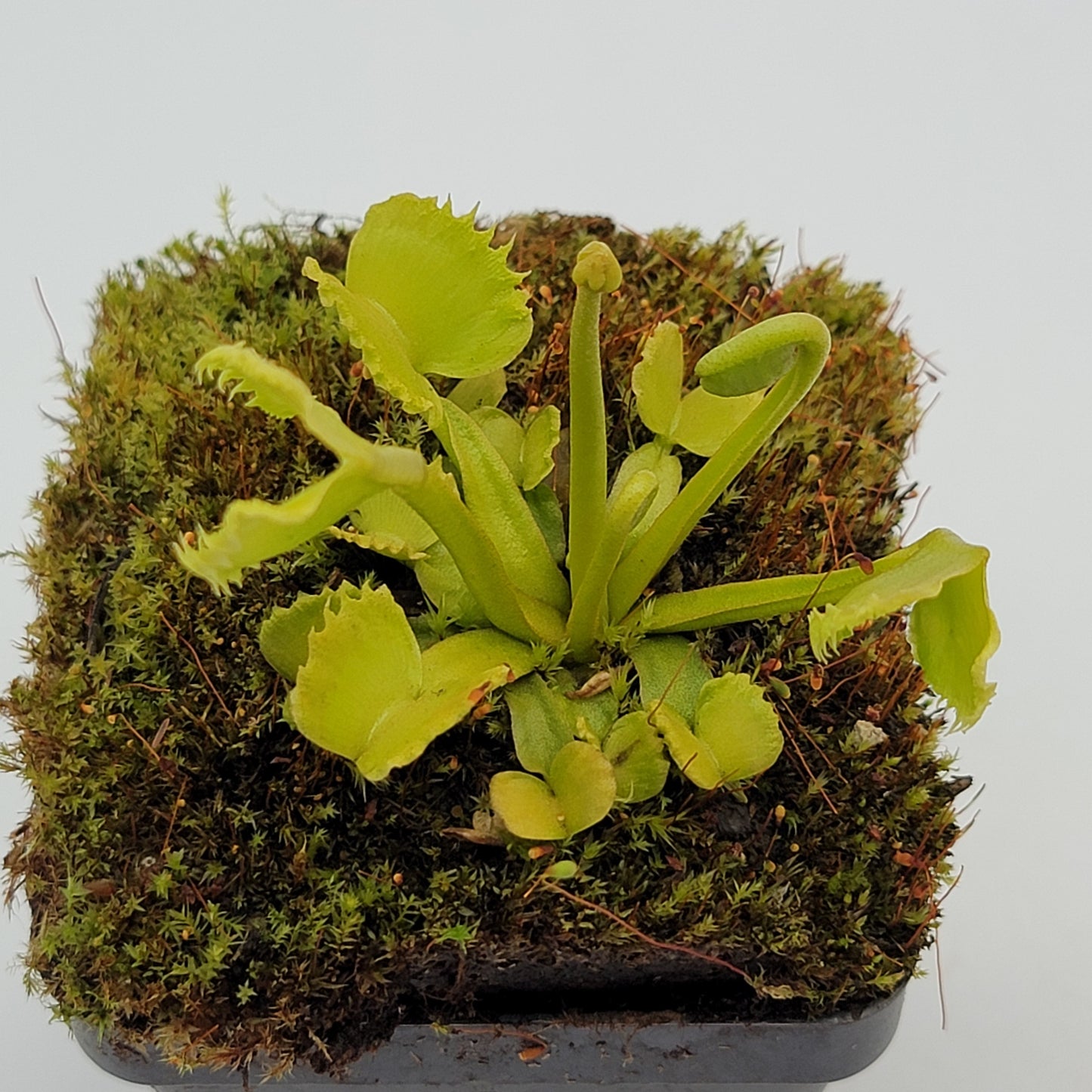 Venus Flytrap (Dionaea muscipula) 'Werewolf' – Rare Carnivorous Plant Cultivar | Live Plant –