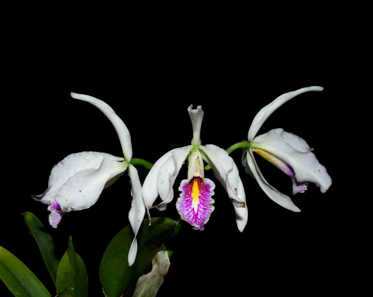 Cattleya maxima f. semialba x 'Gigi'
