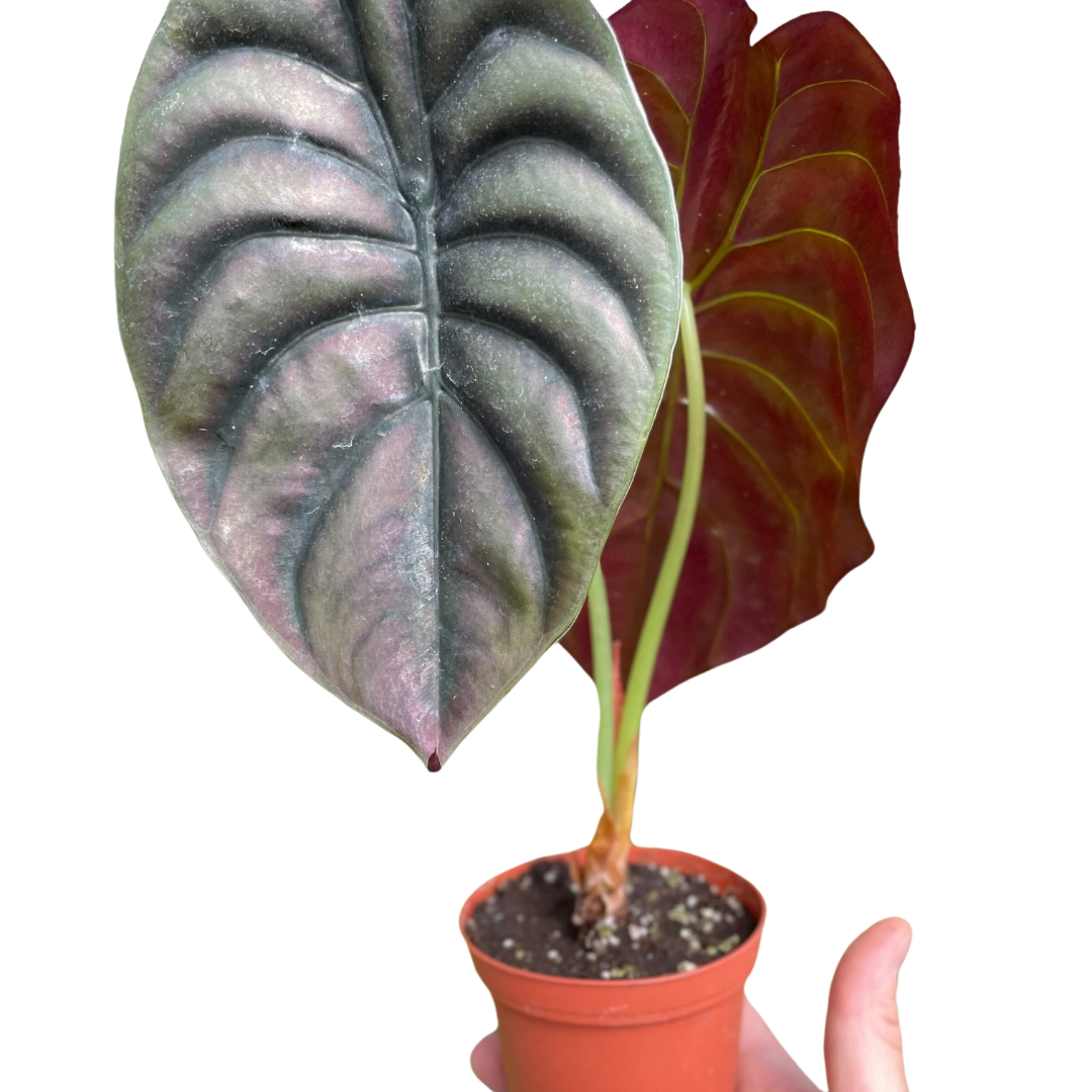 Alocasia 'Red Secret' – Metallic Foliage Tropical Houseplant