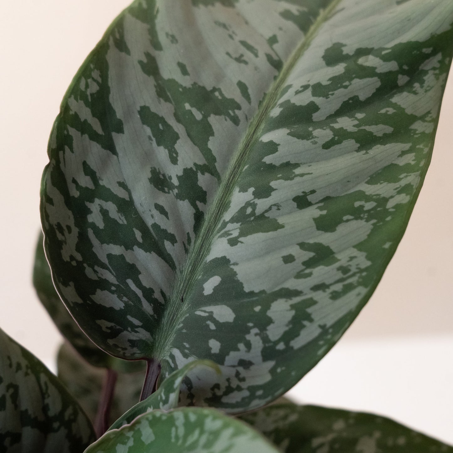Art Deco™ Opulence™ | Apoballis acuminatissima