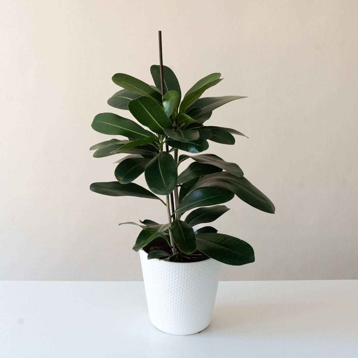 Chandelier™ Celebrate™ Ficus Microcarpa – Indoor Tree Houseplant