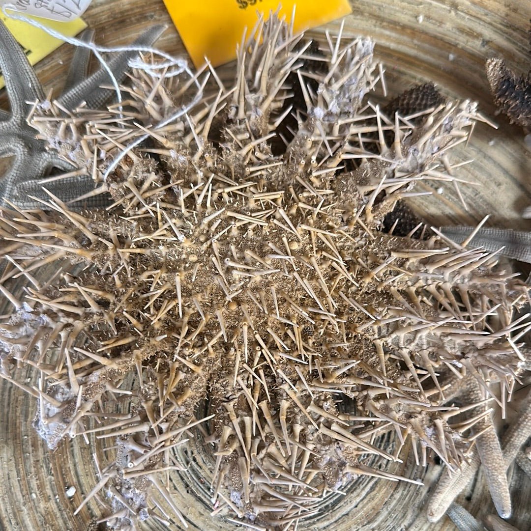 Crown of Thorns Starfish- Multiple Sizes