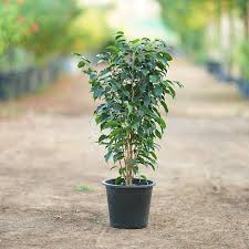 Ficus Benjamina Bush –