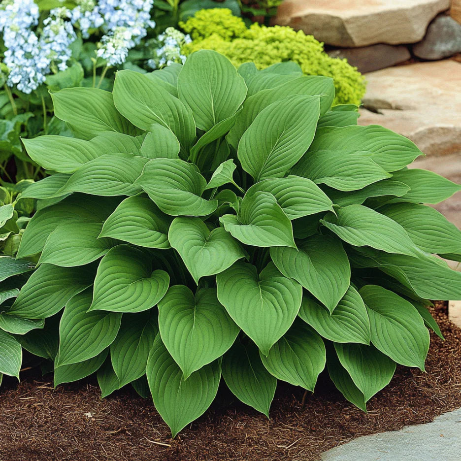 Premium Green Hosta Seeds – Lush Shade Garden Foliage Plant