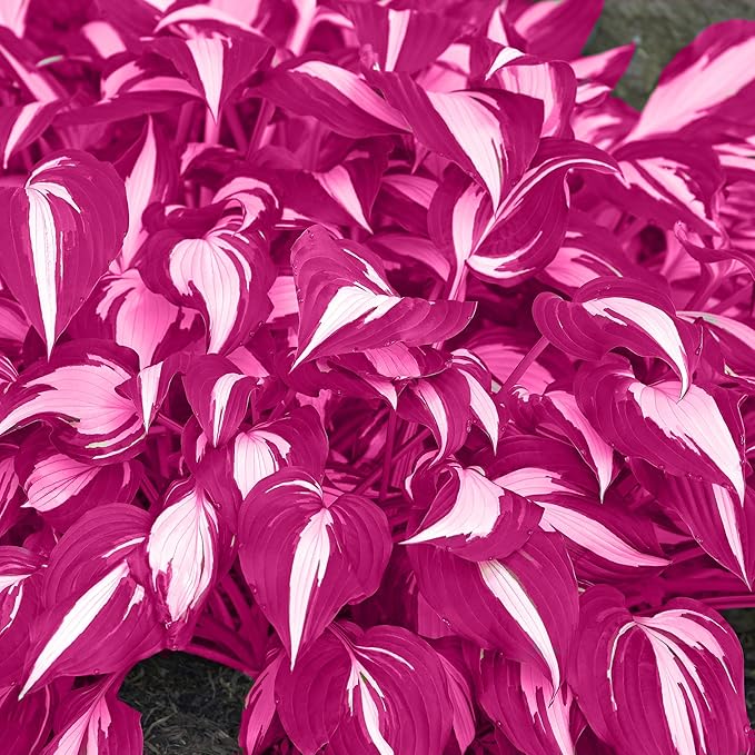 Pink White Hosta Seeds – Variegated Shade-Loving Perennial for Borders & Gardens