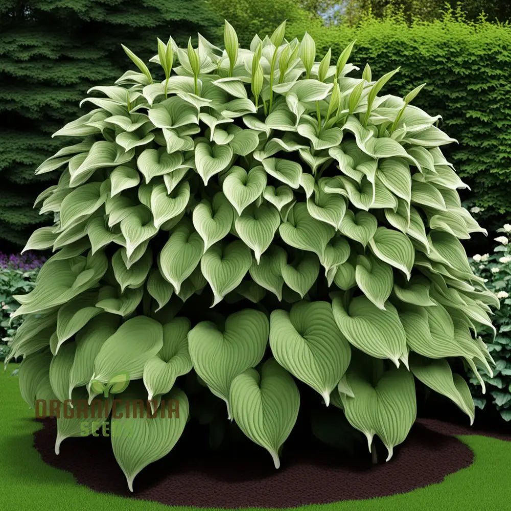 Jardin Perennials Hosta Lily Seeds – Variegated Foliage, Assorted Colors