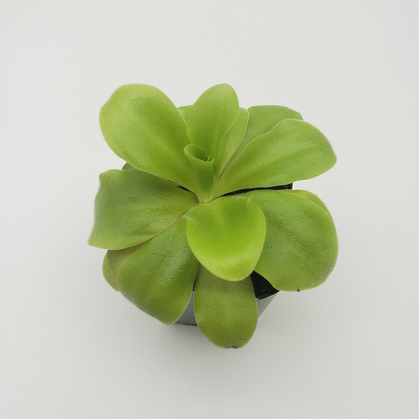Pinguicula agnata 'El Lobo' x 'Huahuapan' - Live Carnivorous Butterwort Plant – Butterworts