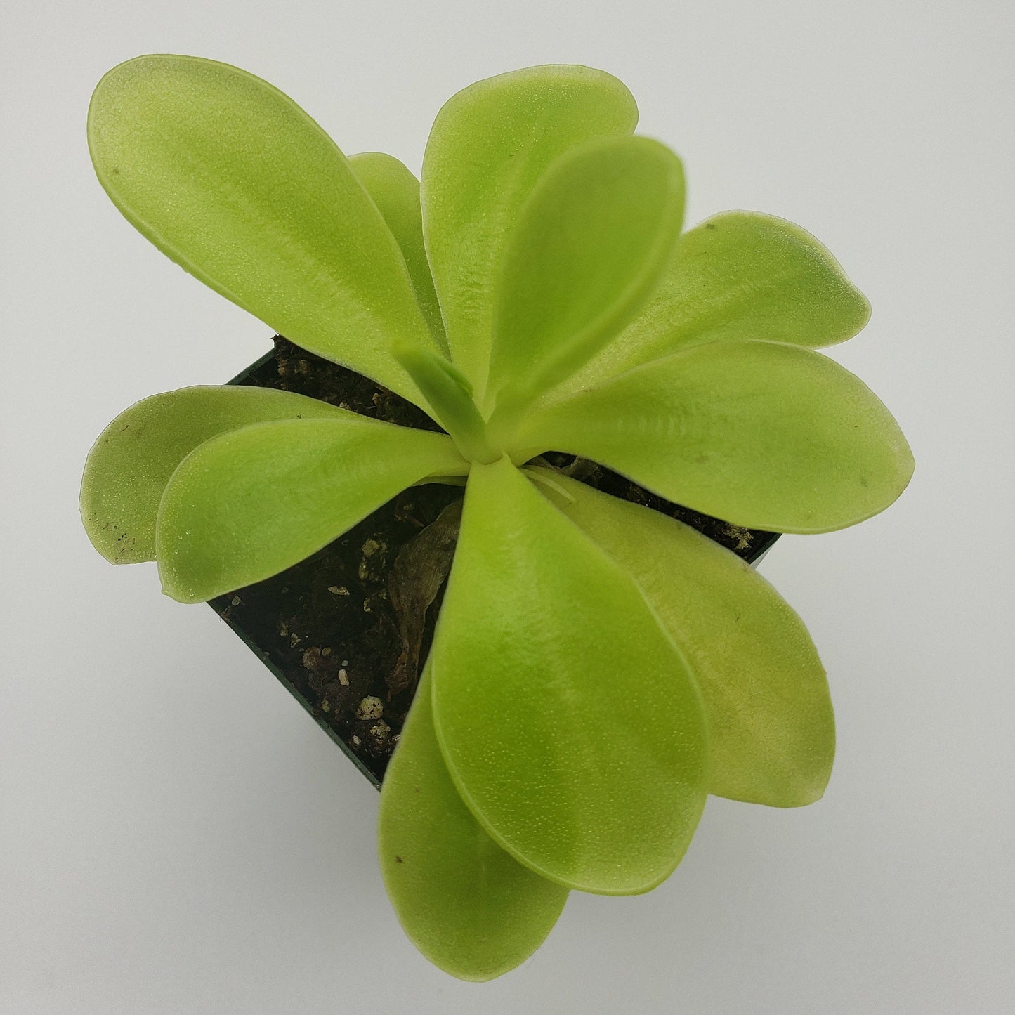 Pinguicula gigantea x 'Huahuapan' - Live Carnivorous Butterwort Plant – Butterworts
