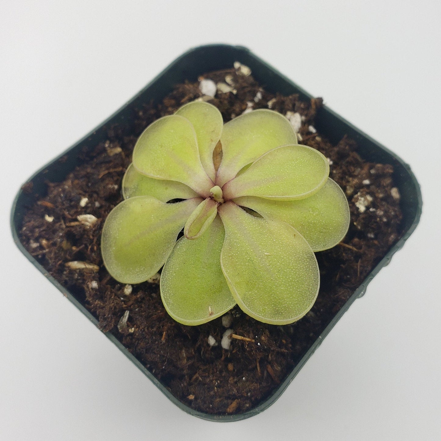 Pinguicula emarginata x 'Huahuapan' - Live Carnivorous Butterwort Plant